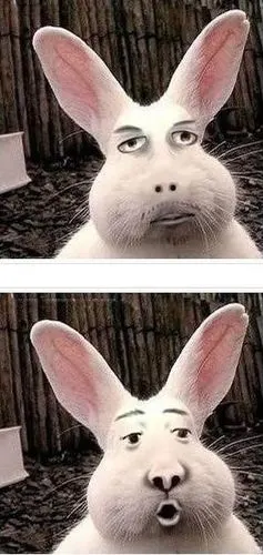 被恶搞的兔兔