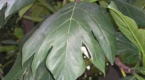 面包树叶先端锐尖,基部近於心形,羽状深裂