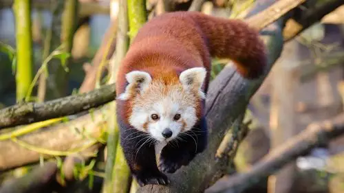 桌布 小熊猫走向你,前视图 3840x2160 uhd 4k 高清桌布, 图片, 照片