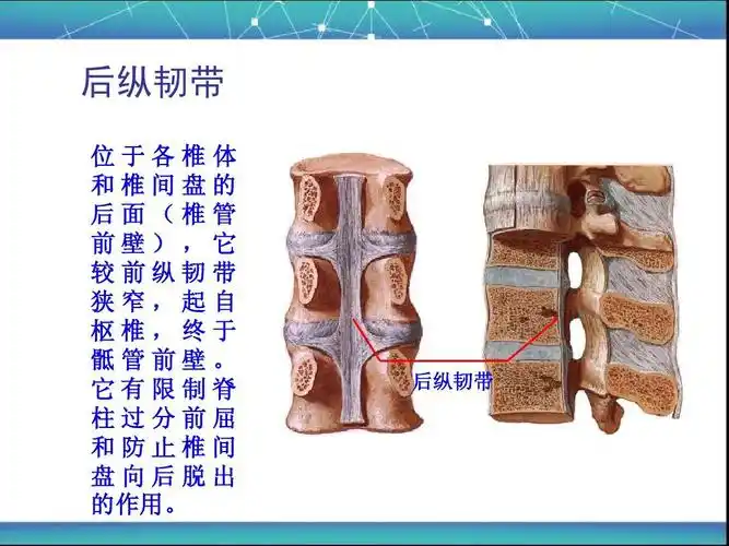 所有分类 人文社科 教育学/心理学 脊柱区局部解剖学ppt 后纵韧带