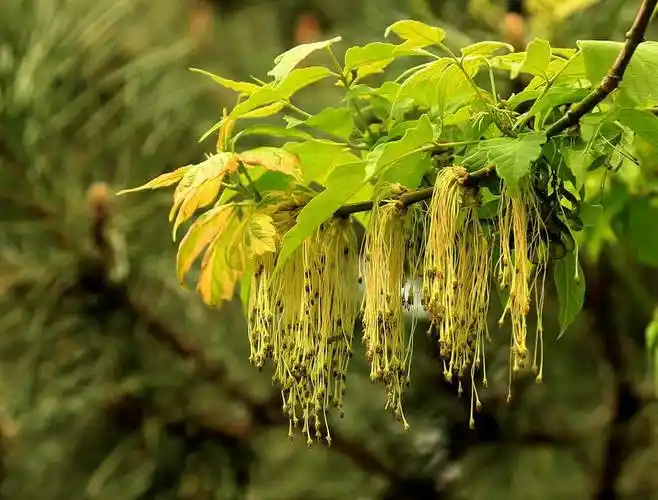 8公分金叶复叶槭价格偏低出售量不大