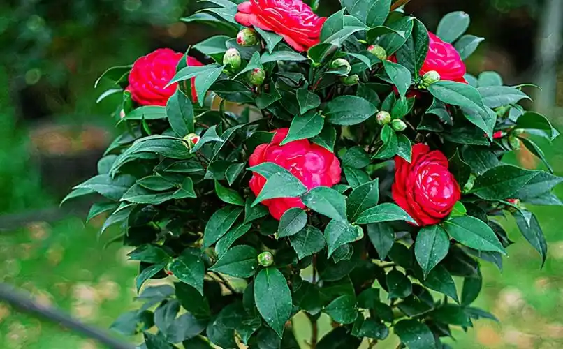 茶花好看树难栽,掌握养护关键点,茶花开满枝头并不难