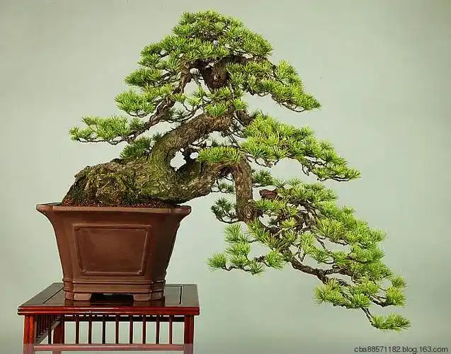 【转载】地柏盆景