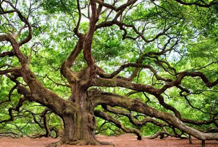 橡树是世界上最大的开花植物,具有很长的寿命,一般情况下,能达到400年