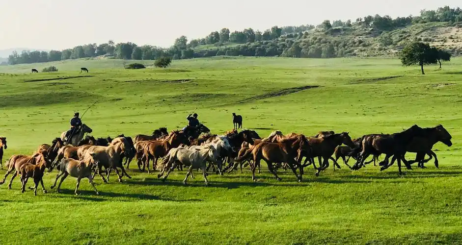 20180718-24布兰木草原骏马奔腾