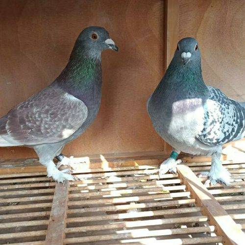 电脑戈马力毛腿戈马力信鸽鸽子赛鸽成绩鸽血统鸽原配一对家飞天落【3