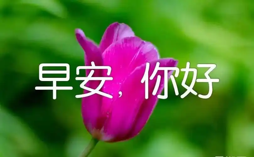 早上好图片大全唯美早上好动态表情图片合集2019