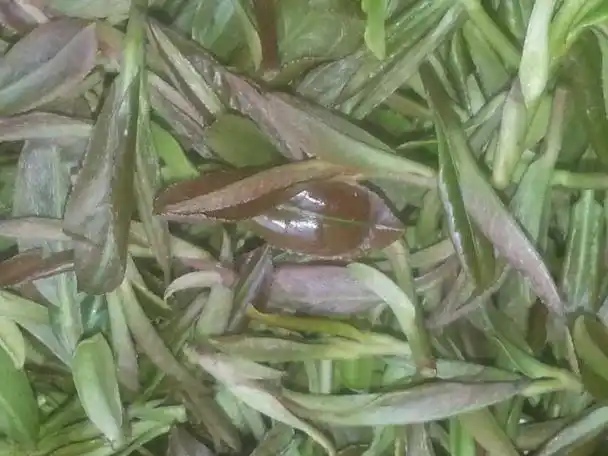 p>长兴紫笋茶,浙江省湖州市 a target="_blank" href="/item/长兴县