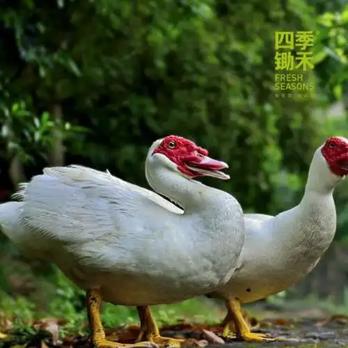 番鸭公番鸭母番鸭