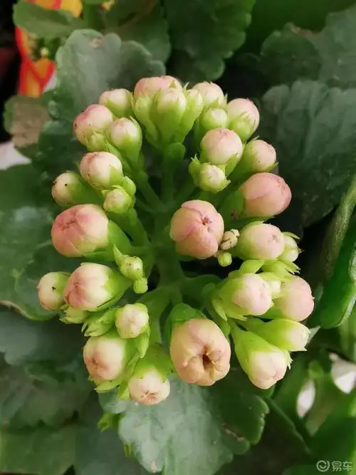 每日一帖长寿花祝友友们平安健康长寿喜乐