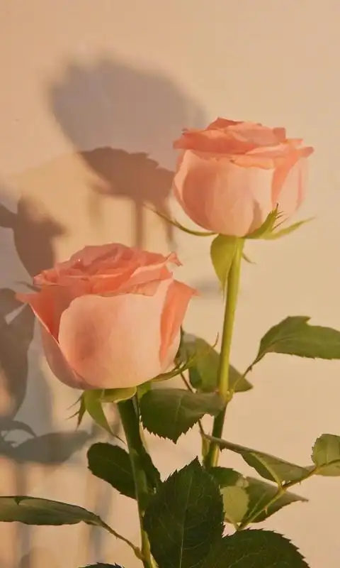 娇艳玫瑰花清新浪漫微距摄影