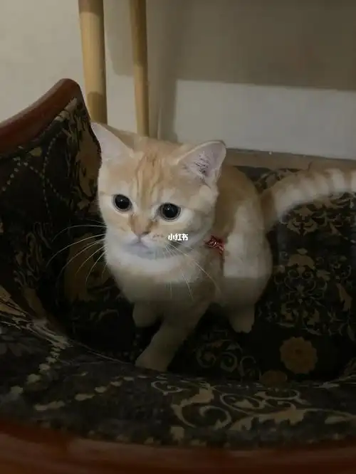 大橘凯米尔美短每次别人都问我也不知道美短虎斑凯米尔色