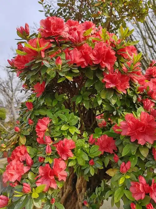 杜鹃花开满天涯