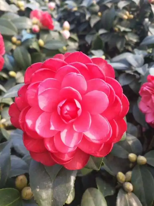 十八学士是茶花中的一个珍品,树型优美,层次分明,十分美观,花瓣排列20