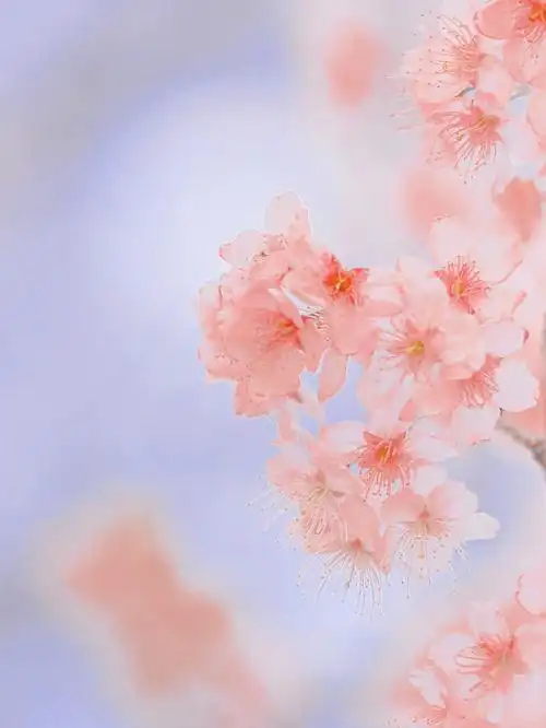 早樱开了75这个梦幻粉调樱花滤镜请收好