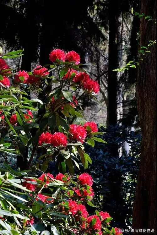 无杜鹃不成园,盛世美颜的高山杜鹃是花园里最绝美醉人的景色