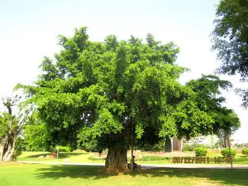 南方城镇常用行道树植物