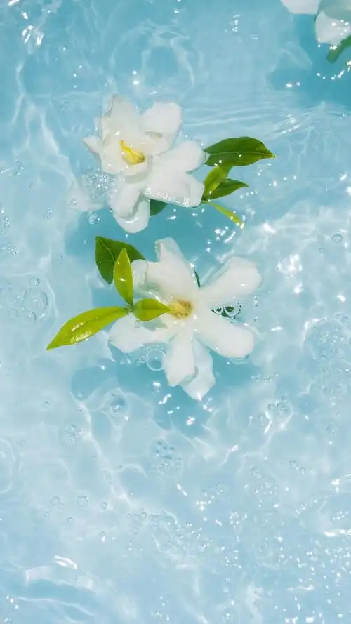 栀子花壁纸版来啦