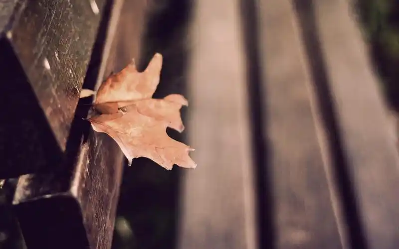 唯美的秋天落叶温暖治愈系图片桌面壁纸高清 第二辑