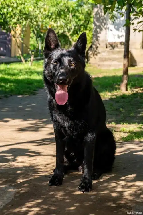 所以要注意给它做好训练工作,让黑狼犬得到足够的运动量