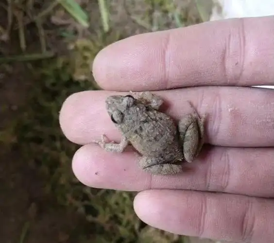 怎么用土蛙怎么钓黑鱼?