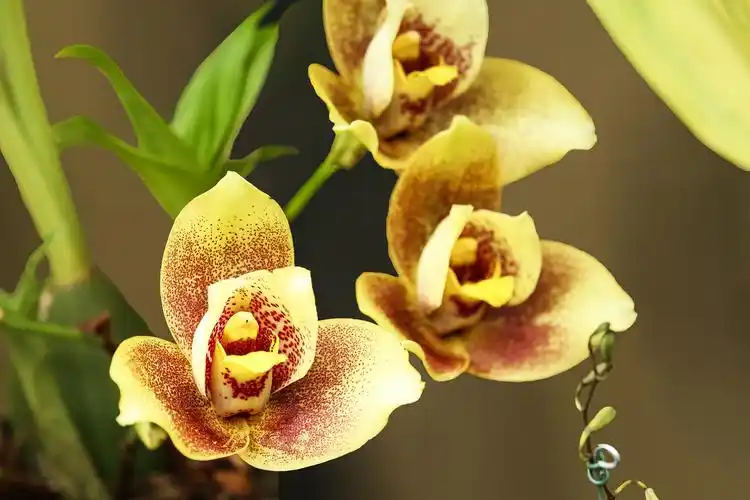 极品洋兰鉴赏(一)_兰花_卡特兰_花园