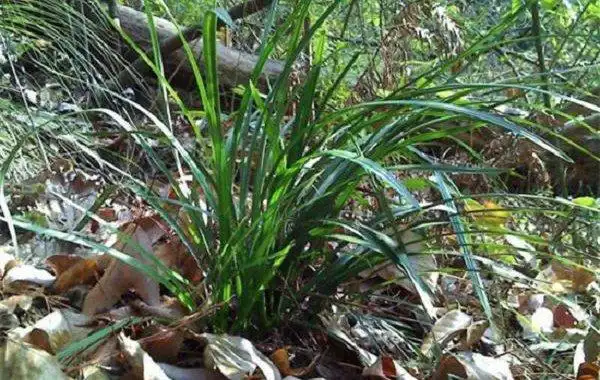 怎样识别珍稀野生兰花