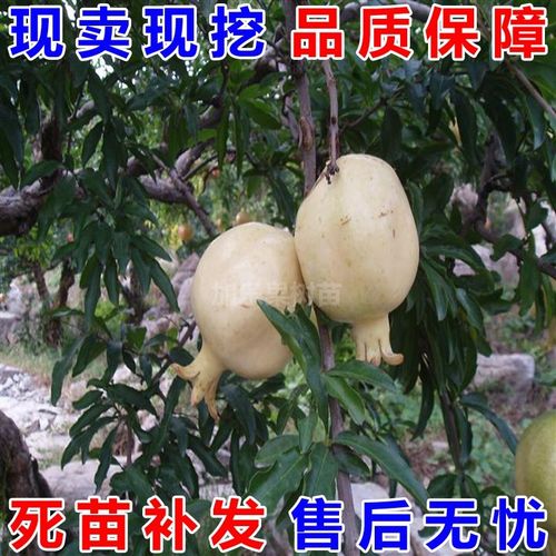 石榴苗贵妃白石榴三白石榴苗冰糖玉籽三白石榴果树苗包邮