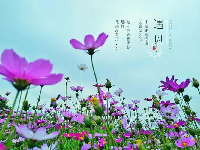摄影 春天里的格桑花 格桑花的花语是"怜取眼前人" 在藏语中,"格桑"是