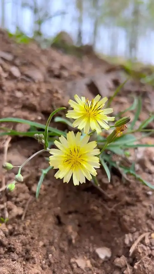乡村田间的小野花