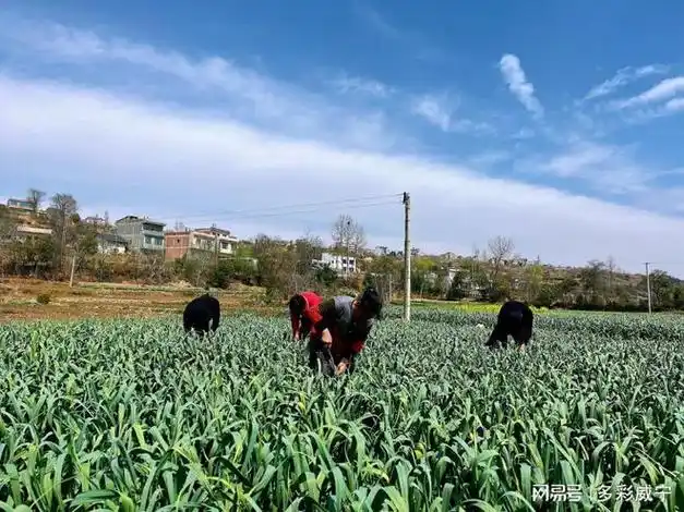 贵州威宁中水6000亩蒜薹喜丰收