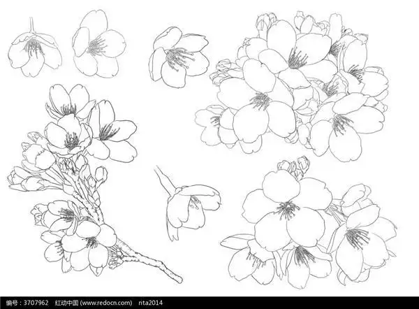 桃花图片简笔画手绘