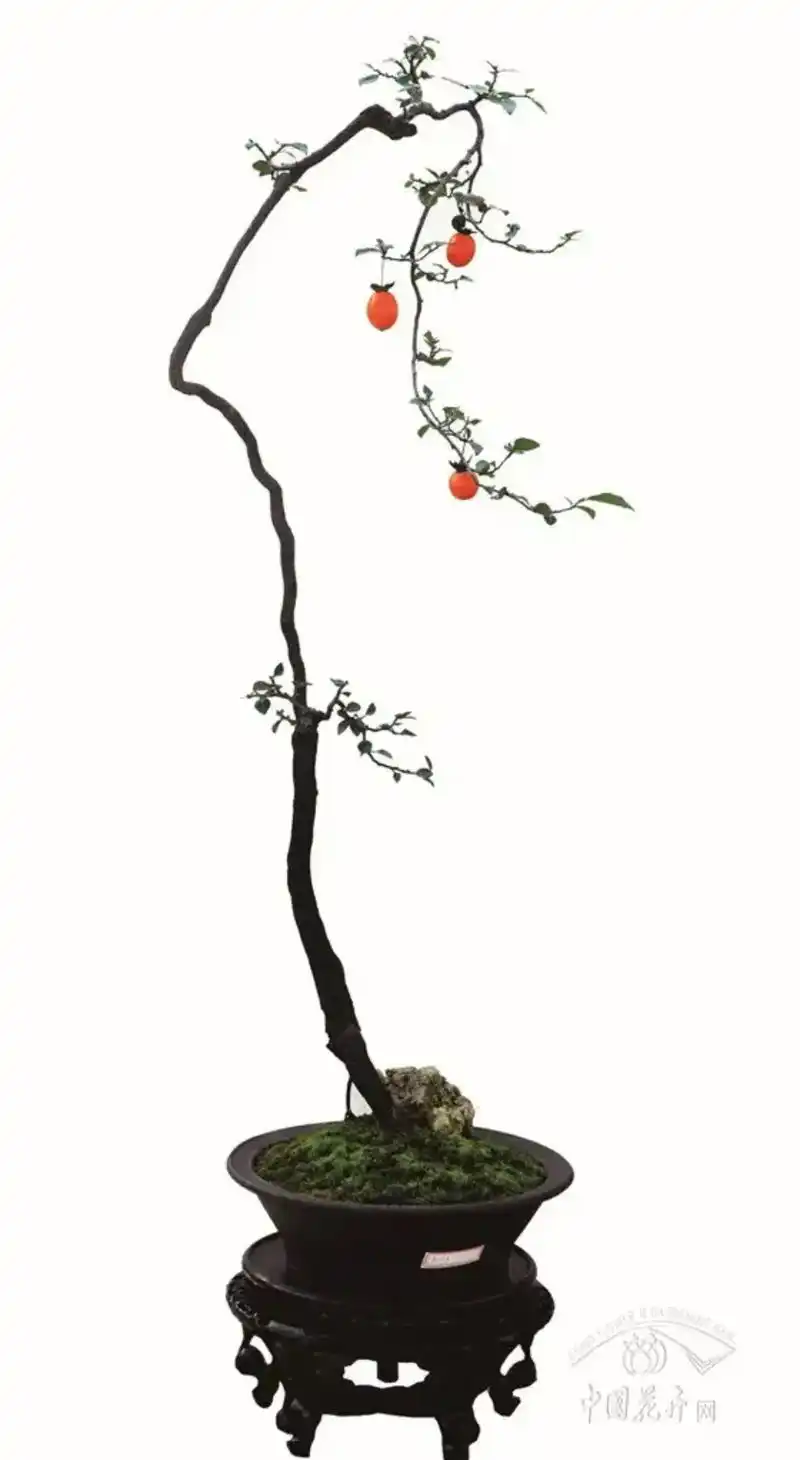 金蛋子文人盆景 - 抖音