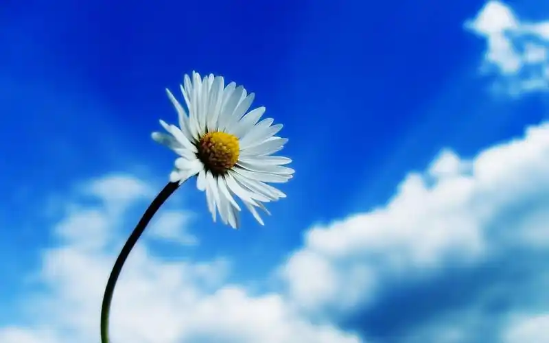 小雏菊 > || 更新时间:2014-06-26 颜色分 蓝色 关键词:  唯美意境