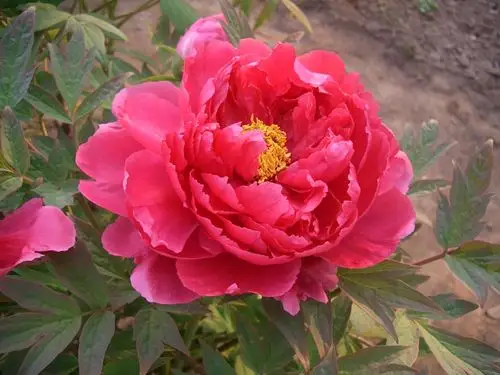 最漂亮的大牡丹花(最漂亮的大牡丹花名字)