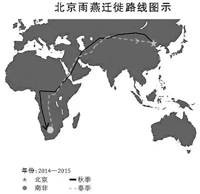 揭开北京雨燕迁徙之谜