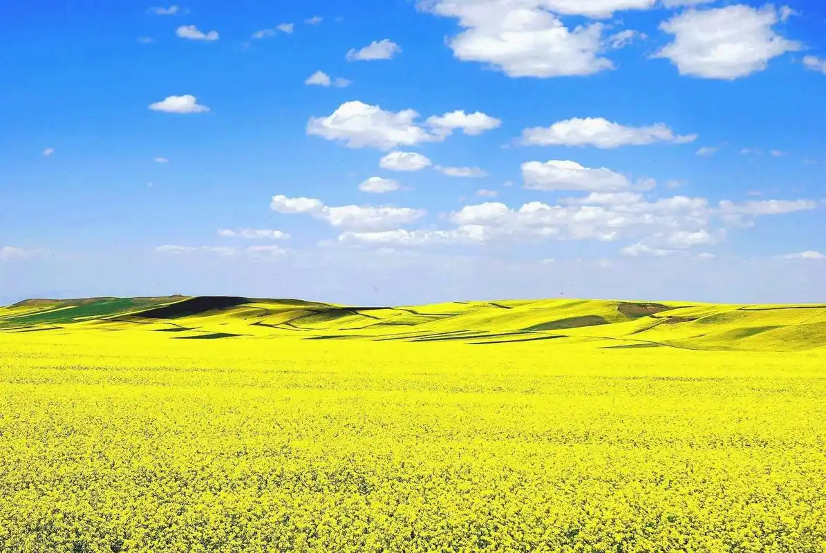 清新淡雅唯美花海壁纸_徜徉在美丽的花海中_风景壁纸