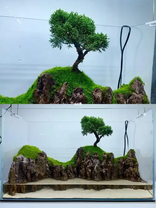 60cm苔藓水陆景观造景过程