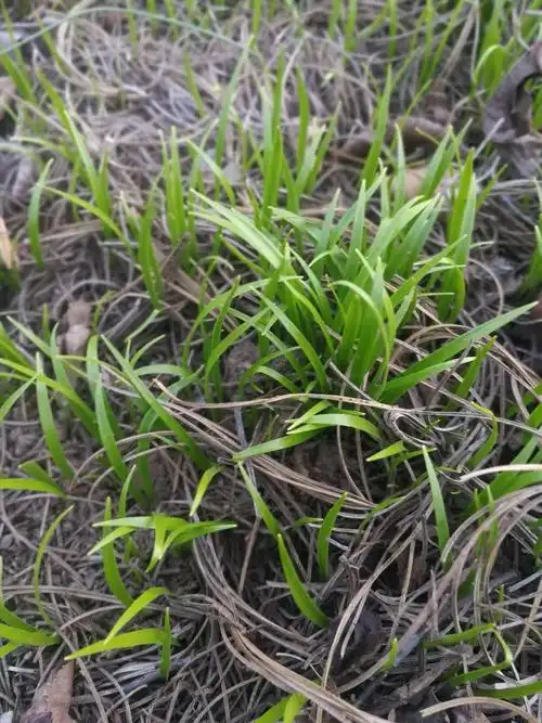 长白山珍惜山野菜———寒葱