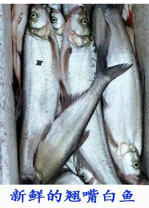 翘嘴白鱼翘嘴白翘嘴鲌大白鱼翘嘴巴大白刁子鱼现逮现杀淡水鱼大菜园约