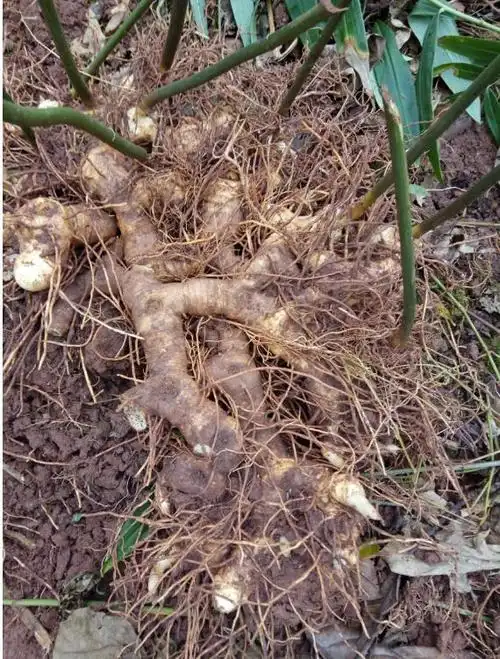 黄精共31种,包括短筒黄精,五叶黄精,阿里黄精, 多花黄精,长梗黄精, 距