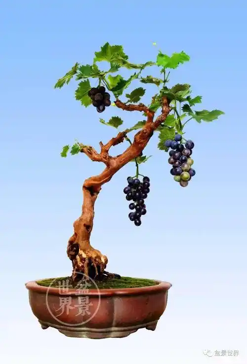 河北彭东伦作品(葡萄,树高63cm)撰文丨盆景世界摄影丨彭东伦左宏
