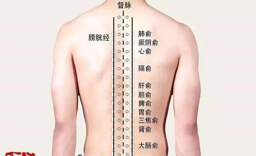 足太阳膀胱经经脉循行及常用腧穴定位主治