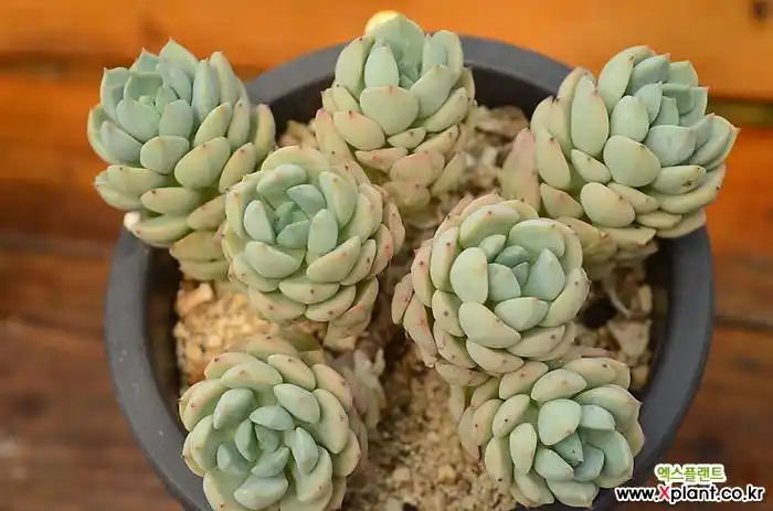 群月冠 多肉植物 (echeveria gungekkan)