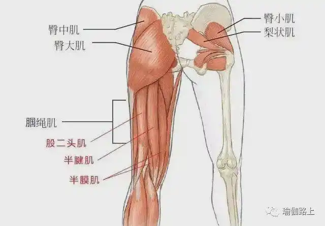 大腿后侧在解剖学上,就是 腘绳肌,包括: 半腱肌,半膜肌,股二