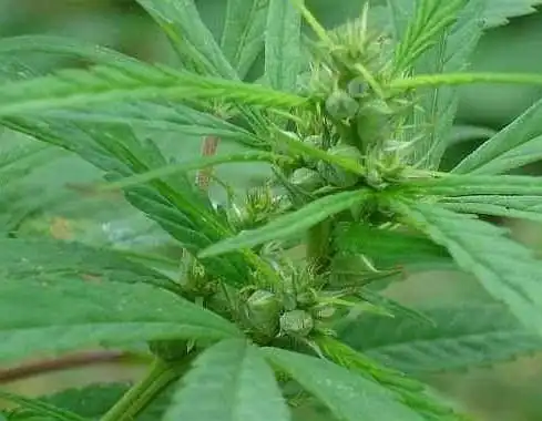 巴马火麻展厅项目进行中.