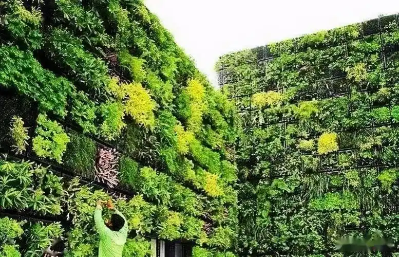 垂直立体绿化的发展分析