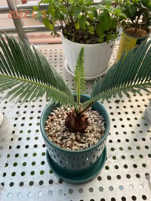 13,在花店看到了小铁树,最近也迷上了块根植物,于是就买了一个只有两