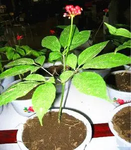 长白山人参苗 西洋参  高丽参可盆栽 盆景带土 包邮