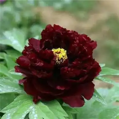 适合做头像的牡丹花朵图片 高清花开富贵牡丹_微信头像_头像屋